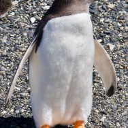der einzige Pinguin dieser Kolonie mit orangenen Füßen